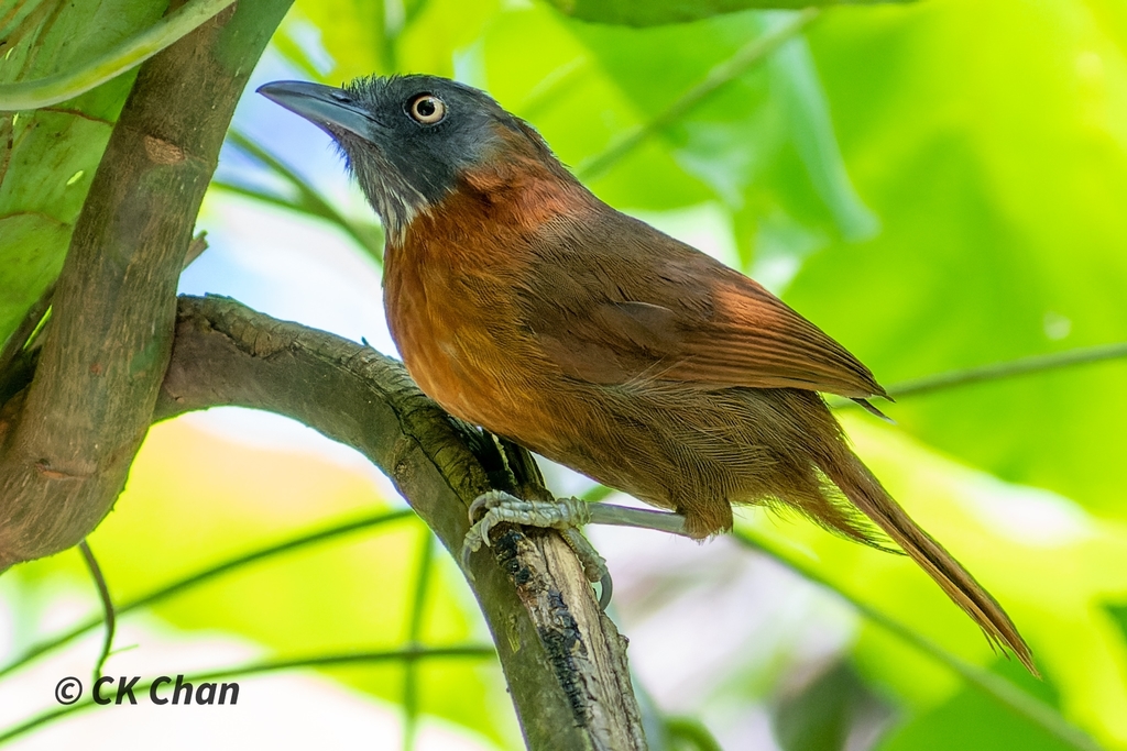 Gray-headed Babbler photo