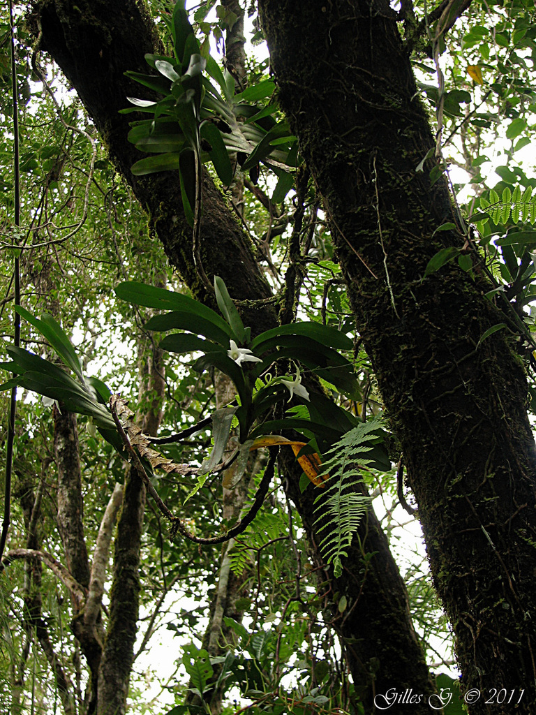 Angraecum curnowianum from Ambondrombe on March 4, 2011 by GRUNENWALD ...