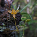 Angraecum setipes - Photo (c) GRUNENWALD, all rights reserved, uploaded by GRUNENWALD