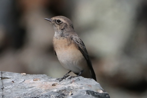 Pied Wheatear