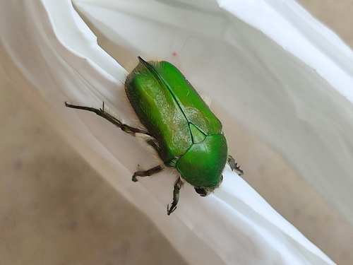 Chiloloba acuta