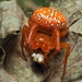 Araneus iviei - Photo (c) Danielle Siddle, all rights reserved, uploaded by Danielle Siddle
