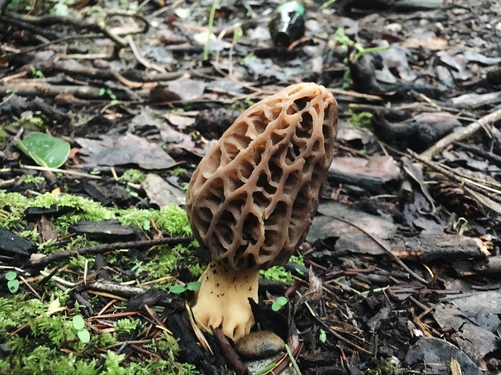 true morels from Point Defiance Park, WA, US on April 15, 2018