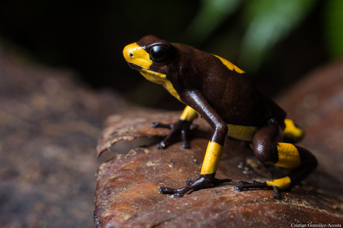 黃加瑜(コウ)様　カラーblack Harlequin Poison Frog (Oophaga histrionica) · iNaturalist