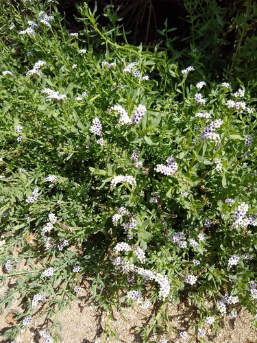 iNaturalist observation photo of alkali heliotrope