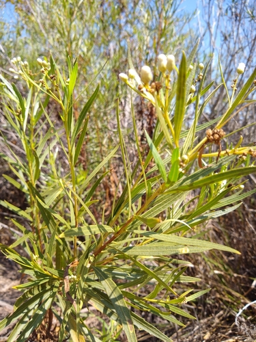 iNaturalist observation photo of mule fat