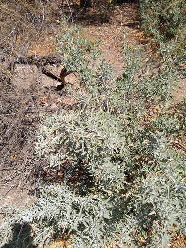 iNaturalist observation photo of Bladderpod