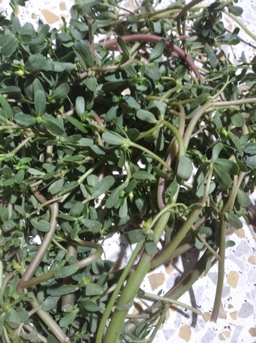Common Purslane