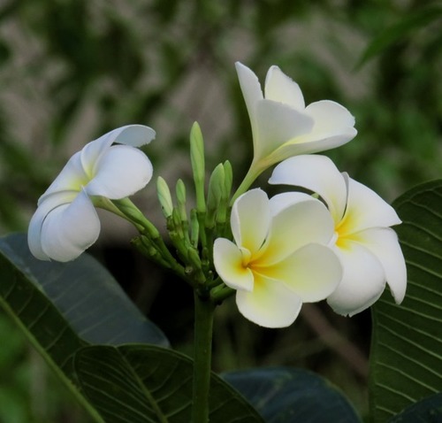 Singapore graveyard flower