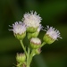 Billygoat Weed - Photo (c) Nuwan Chathuranga, all rights reserved, uploaded by Nuwan Chathuranga