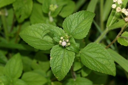 billygoat weed