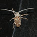 Crossotus stigmaticus - Photo (c) Wolf-Achim and Hanna Roland, all rights reserved, uploaded by Wolf-Achim and Hanna Roland
