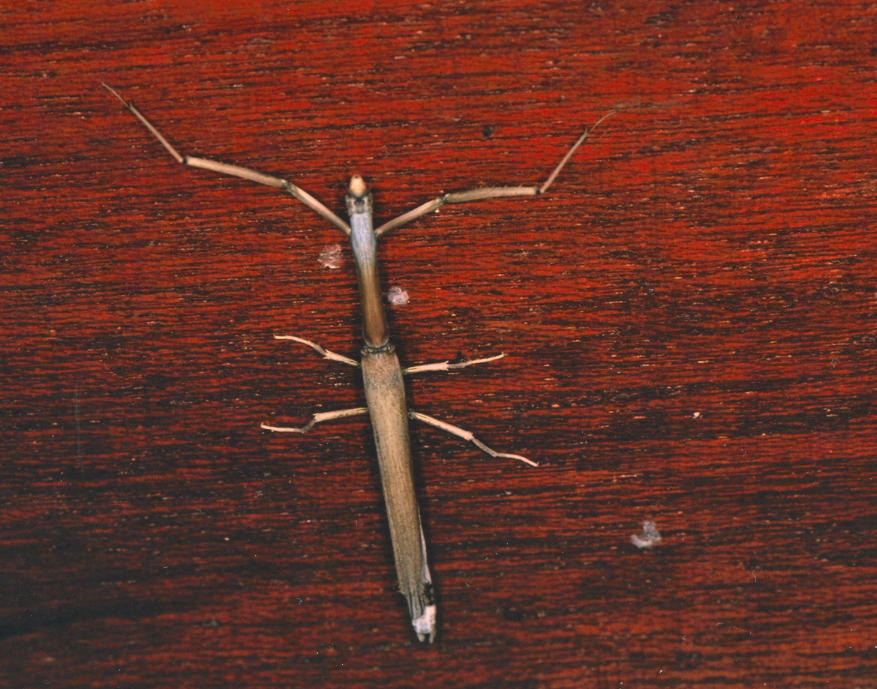 Calamothespis oxyops from Kololo Game Reserve Kololo Lodge is situated