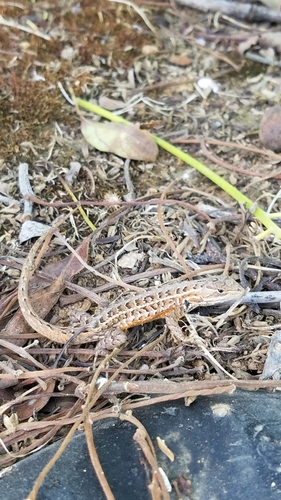 Southern Occidental Bunchgrass Lizard