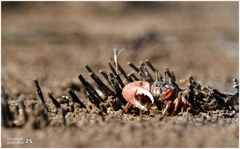 Leptuca uruguayensis image