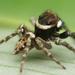 Araña Saltarina de Adanson - Photo (c) Philip Herbst, todos los derechos reservados, subido por Philip Herbst