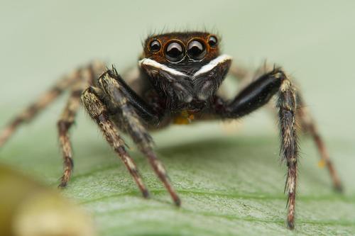 Adanson's House Jumper