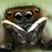 Jumping Spiders - Photo (c) Philip Herbst, all rights reserved, uploaded by Philip Herbst