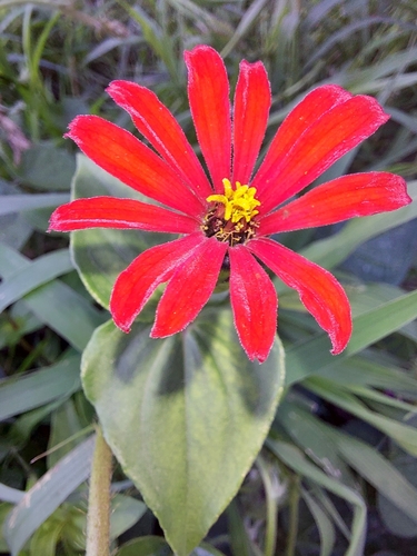 Peruvian zinnia