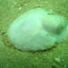Sand Slug - Photo (c) Terry Gosliner, all rights reserved, uploaded by Terry Gosliner