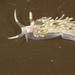 Facelina olivacea - Photo (c) Terry Gosliner, todos los derechos reservados, subido por Terry Gosliner