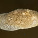 Pleurobranchaea bubala - Photo (c) Terry Gosliner, todos los derechos reservados, uploaded by Terry Gosliner