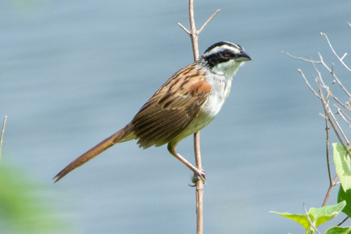 Stripe-headed Sparrow