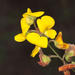 Crotalaria natalitia - Photo (c) Steve Woodhall, all rights reserved, uploaded by Steve Woodhall