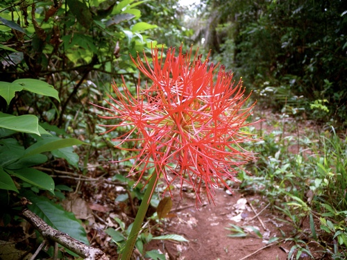 Bloodlily
