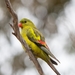 Western Regent Parrot - Photo (c) Andrew Meharg, all rights reserved, uploaded by Andrew Meharg