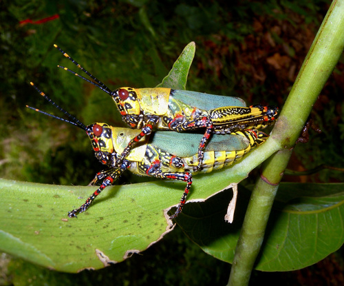 Variegated grasshopper