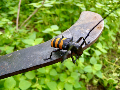 Diastocera trifasciata