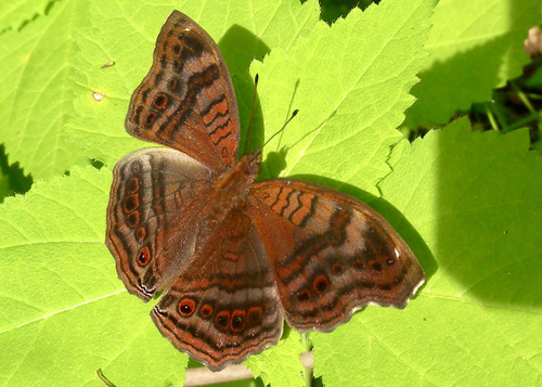 Aurivillius’ Brown Pansy