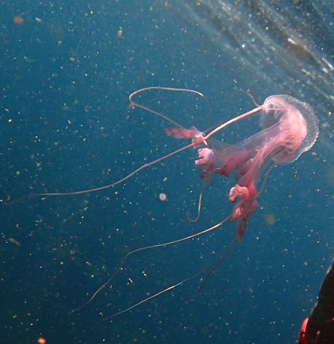 photo of Purple-striped Jellies (Pelagia)