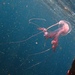 photo of Purple-striped Jellies (Pelagia)