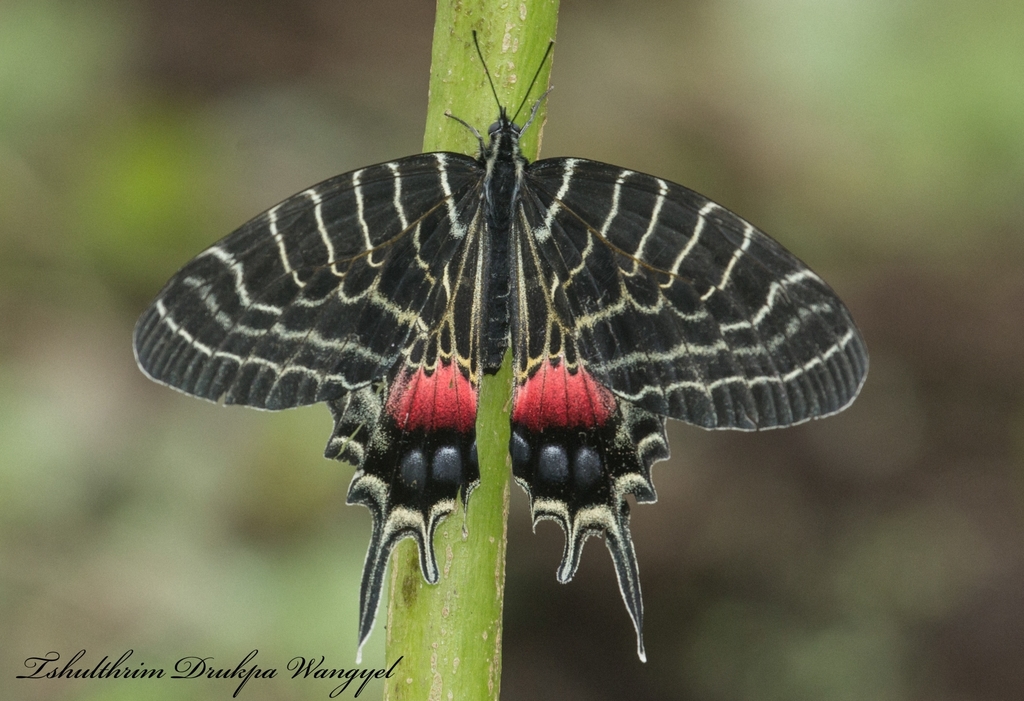 Ludlow's Bhutan Swallowtail (Bhutanitis ludlowi) · iNaturalist