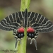 Ludlow's Bhutan Swallowtail - Photo (c) Tshulthrim Wildlifer, all rights reserved, uploaded by Tshulthrim Wildlifer