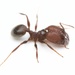 Large Imported Big-headed Ant - Photo (c) Aaron Stoll, all rights reserved, uploaded by Aaron Stoll