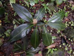 Costus laevis image