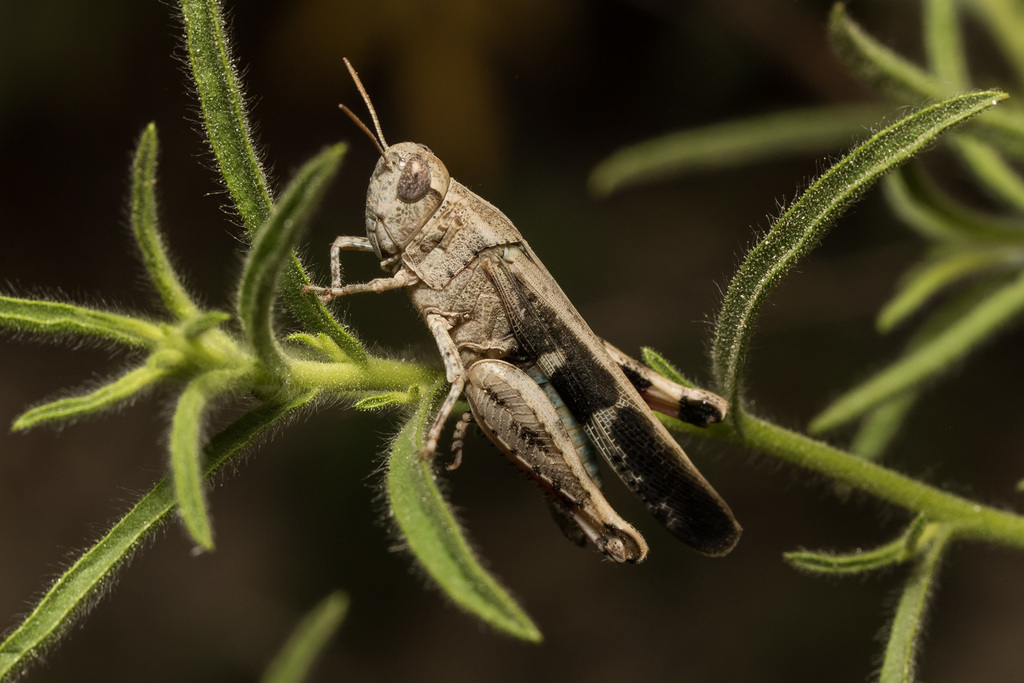 Broad Green-winged Grasshopper (Aiolopus strepens) · iNaturalist