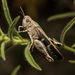 Broad Green-winged Grasshopper - Photo (c) Konstantinos Kalaentzis, all rights reserved