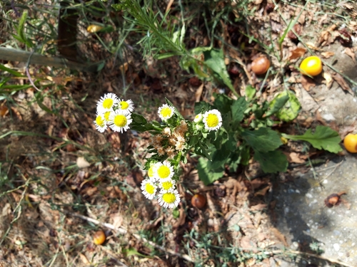 annual fleabane