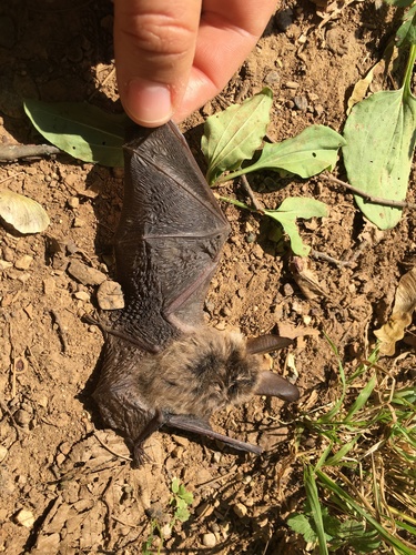 Bechstein's bat