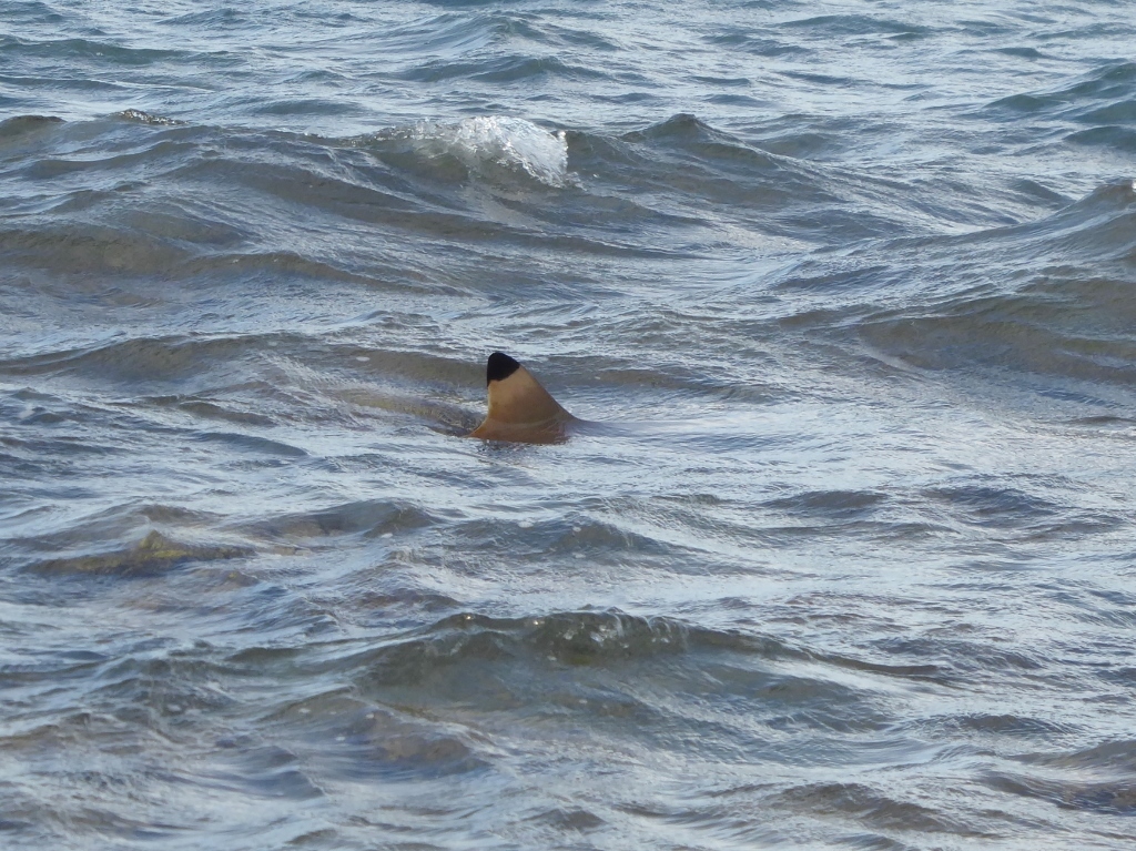 Blacktip reef shark