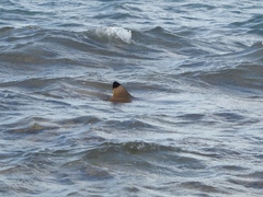Blacktip reef shark