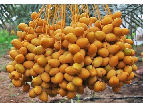 Date Palm
