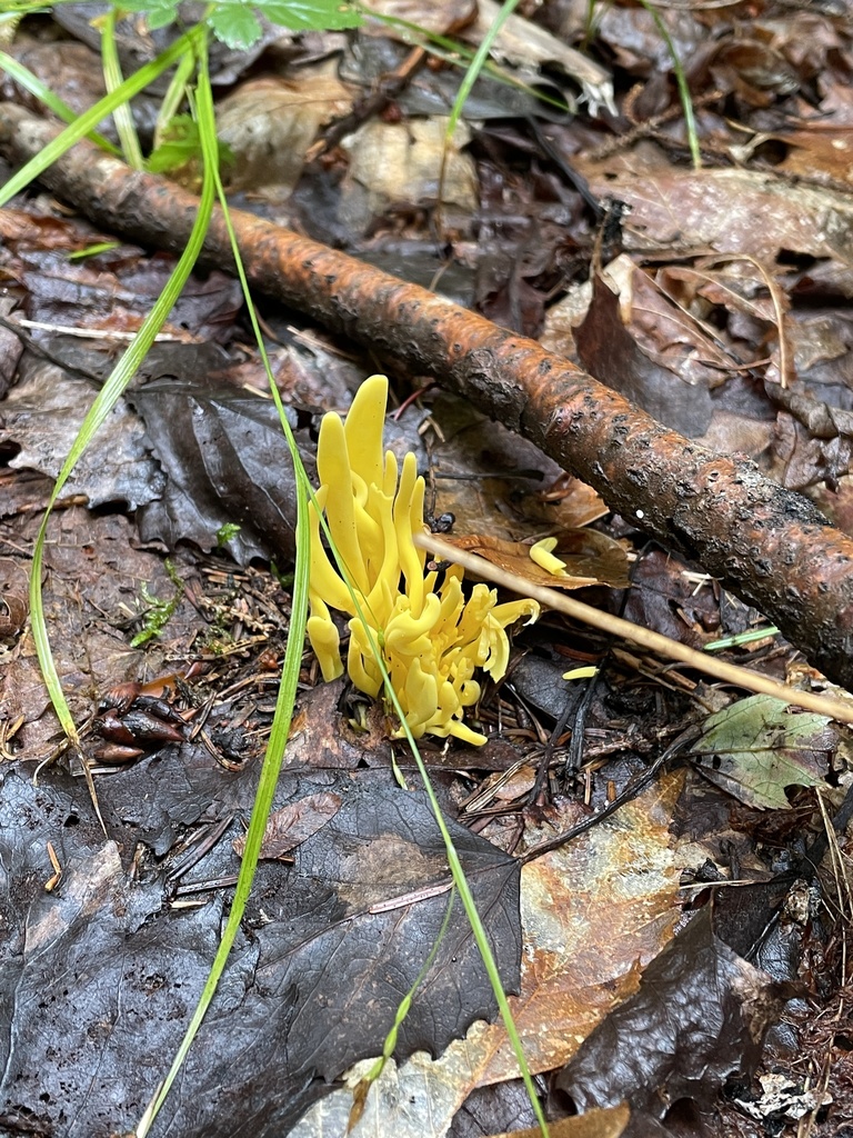 Golden Spindles from Wilmington, VT, US on August 31, 2021 at 0837 AM by lacopeland · iNaturalist