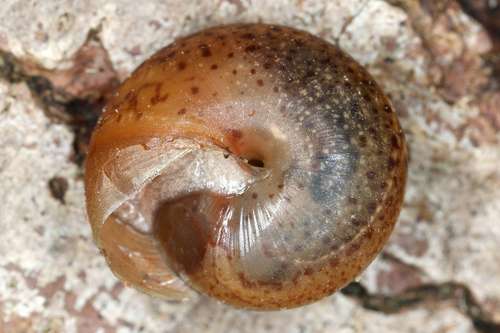 Incarnate Snail