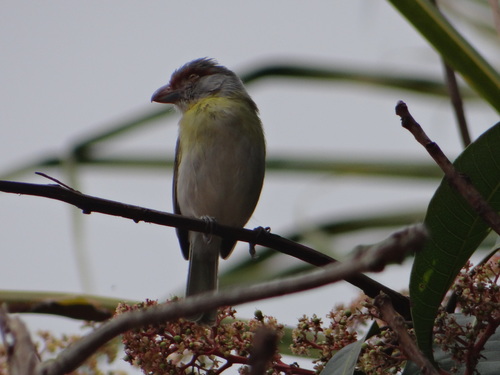 Rufous-browed Peppershrike