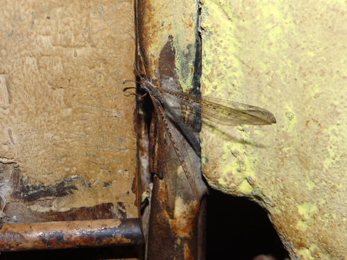 Ameromyia nigriventris